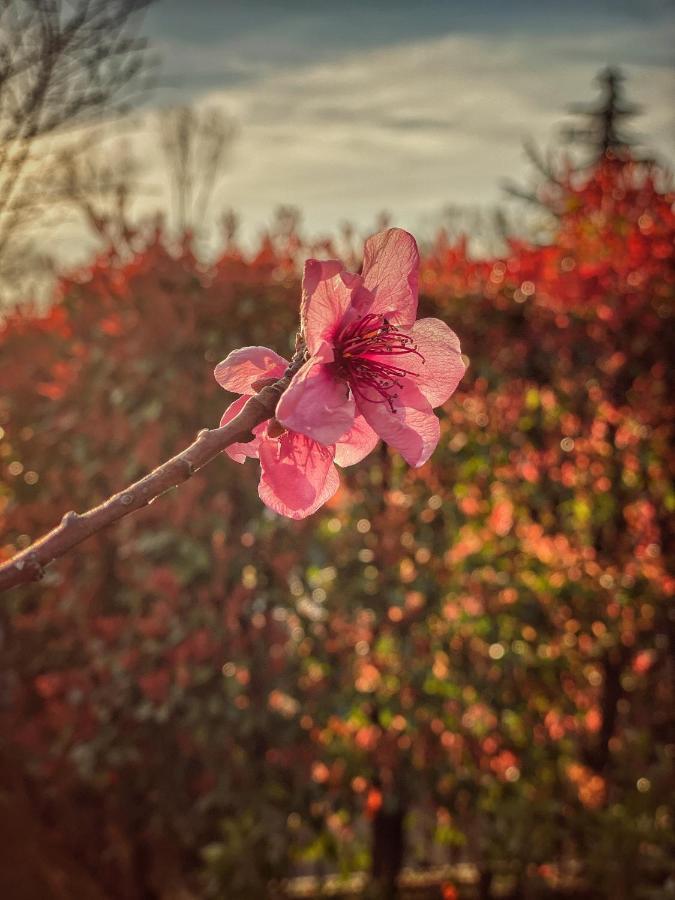 Residenza Il Fiore Bergamo Dış mekan fotoğraf